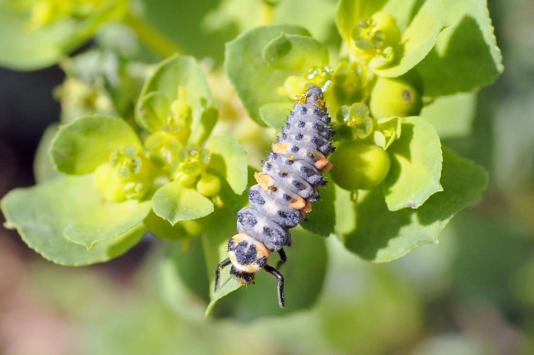 Larva di Coccinella septempunctata